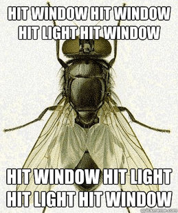 Fly logic