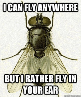 Fly logic