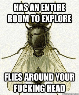 Fly logic