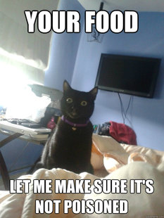 overly attached cat