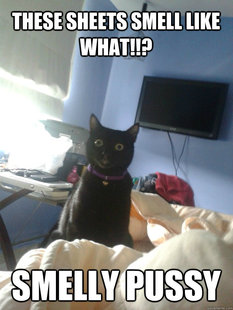 overly attached cat