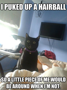overly attached cat
