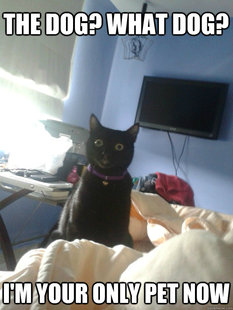 overly attached cat