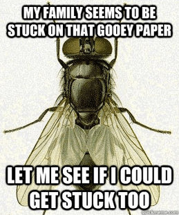 Fly logic