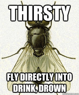 Fly logic