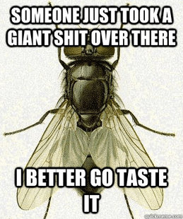 Fly logic