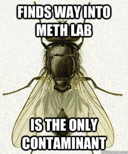 Fly logic