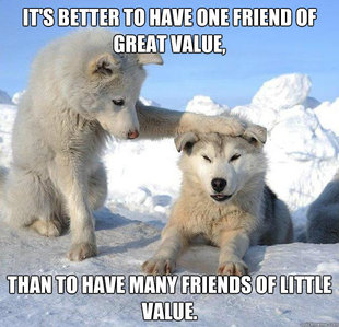 Caring Husky