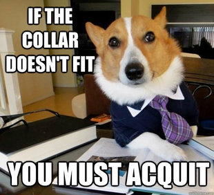 Lawyer Dog