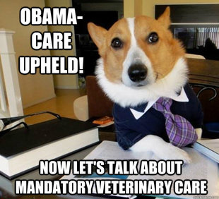 Lawyer Dog
