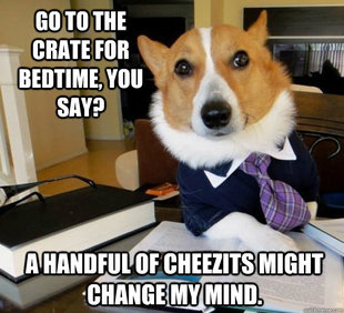 Lawyer Dog