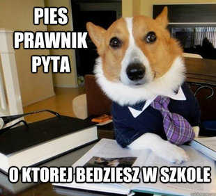 Lawyer Dog