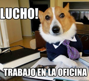 Lawyer Dog
