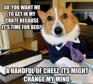 Lawyer Dog