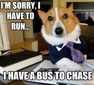Lawyer Dog