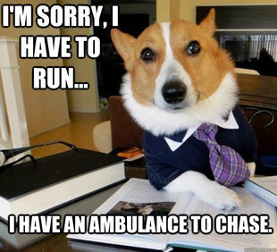 Lawyer Dog