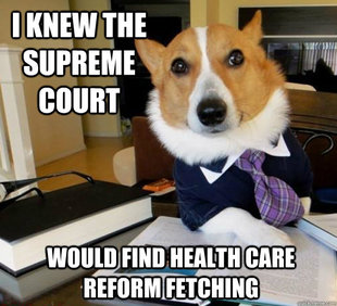 Lawyer Dog