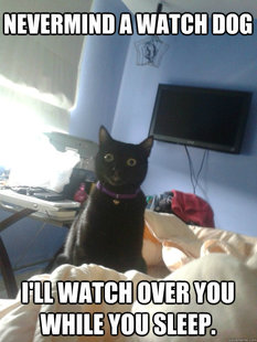 overly attached cat