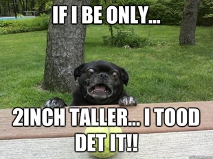 Berks Dog