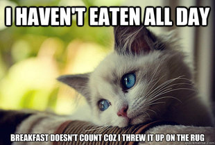 First World Problems Cat