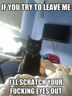 overly attached cat
