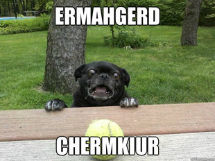 Berks Dog