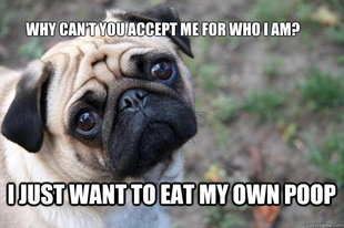 First World Dog Problems
