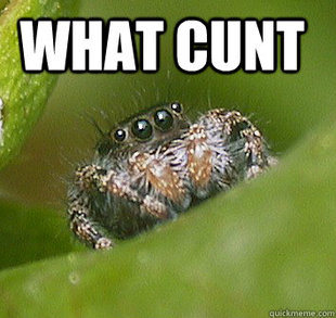 Misunderstood Spider