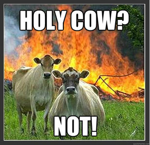 Evil cows
