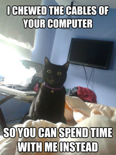overly attached cat