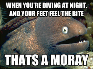 Bad Joke Eel