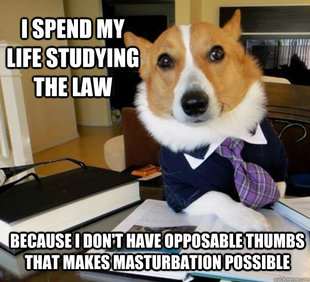 Lawyer Dog