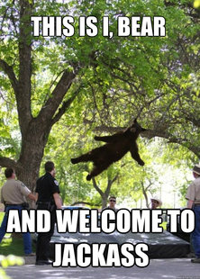 i am a falling bear