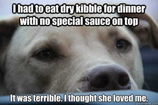 First World Dog Problems
