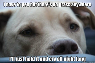 First World Dog Problems
