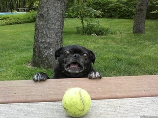 Berks Dog