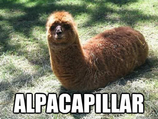 Alpacapillar