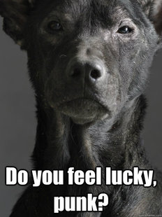 Clint Eastwood as a Dog to another Dog