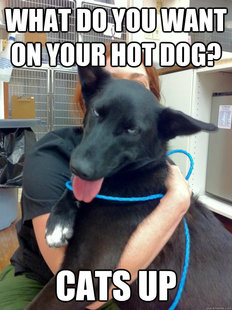 10 Dog