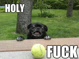 Berks Dog
