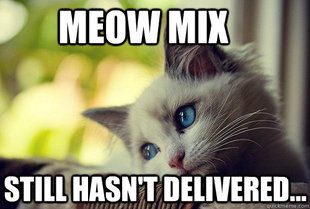 First World Cat Problems
