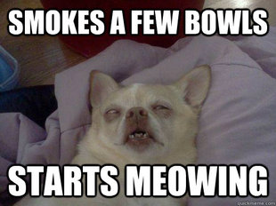 10 Dog