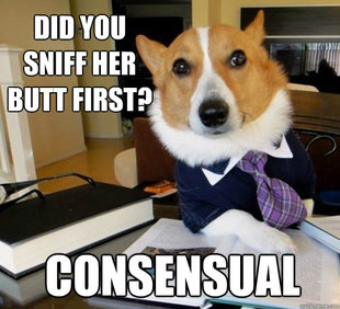 Lawyer Dog