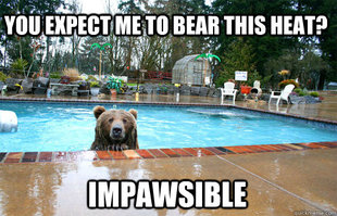 Bear In Pool