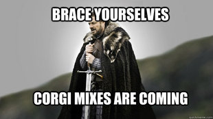 Ned stark winter is coming