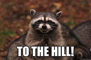 Evil Plotting Raccoon