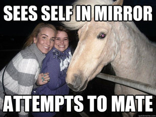 Ridiculously Photogenic Horse