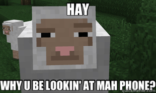 suspicious sheep