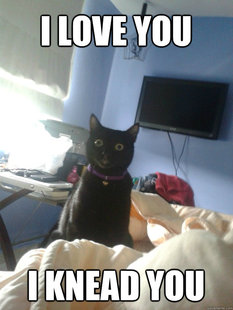 overly attached cat