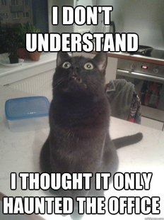 business cat